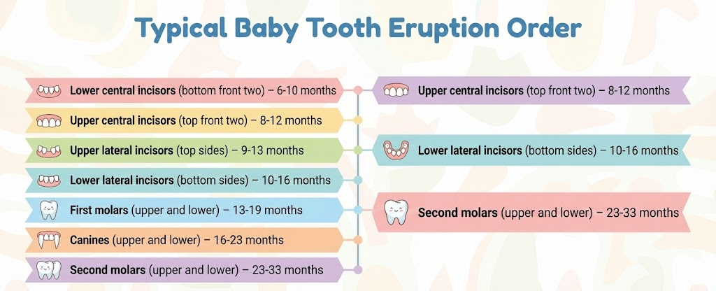 Infographic chart for pediatric dental reference illustrating the typical order and age ranges for baby teeth eruption, including lower and upper incisors, molars, and canines.